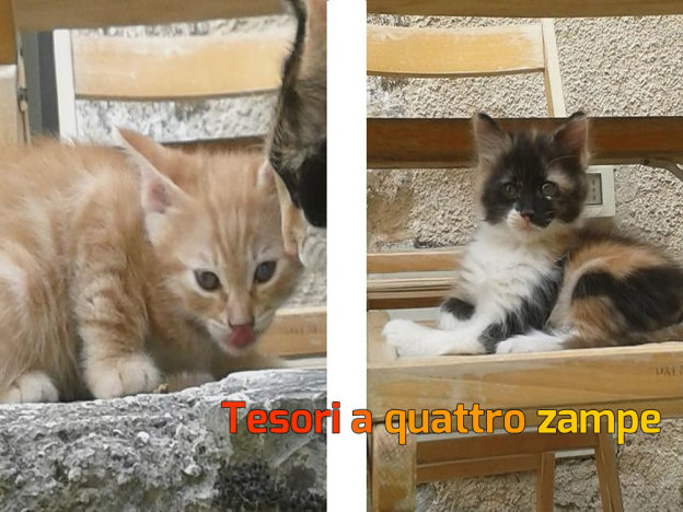 gatto_gatti_adottati_in_coppia