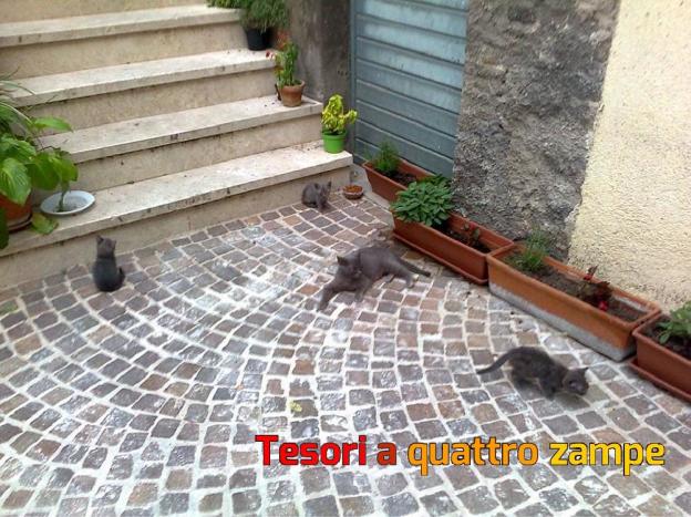 gatto_gatti_morbidi_tesori_di_rieti