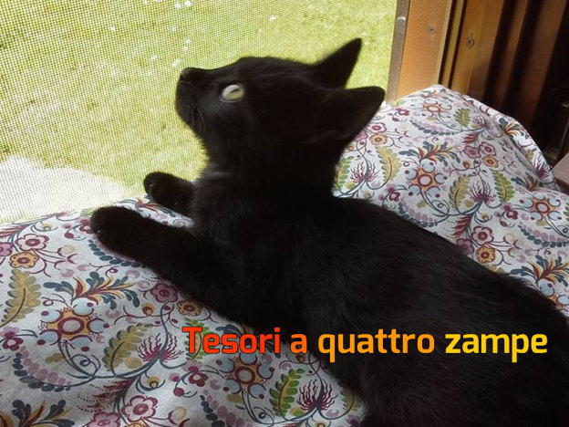 gatto_matilda2