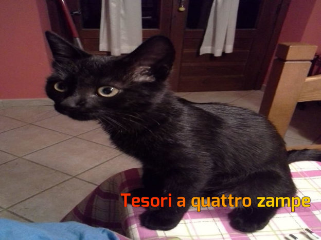 gatto_matilda3