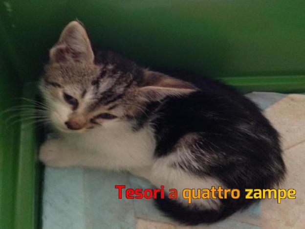 gatto_mosè