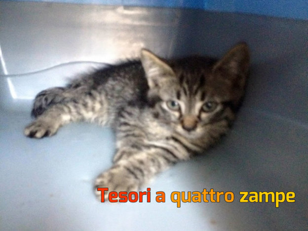 gatto_serena_laoreti