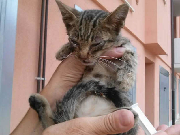 gatto_valentino