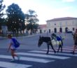 asinelle_brigitta_e_carmela_2