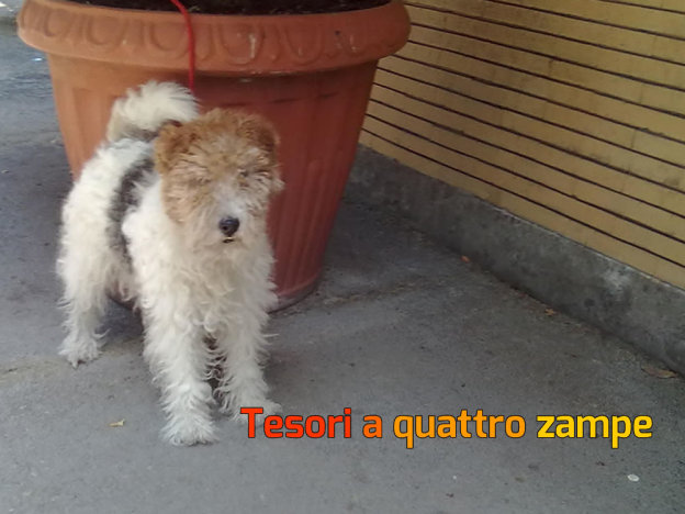 buono_cane55