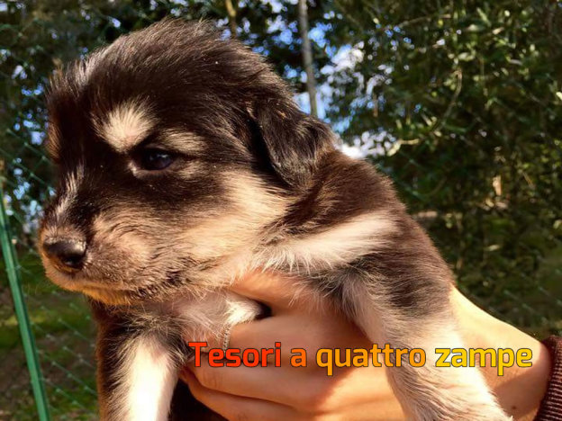 cane_adottato_passo_corese