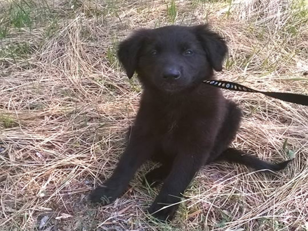 cane_anna_nero