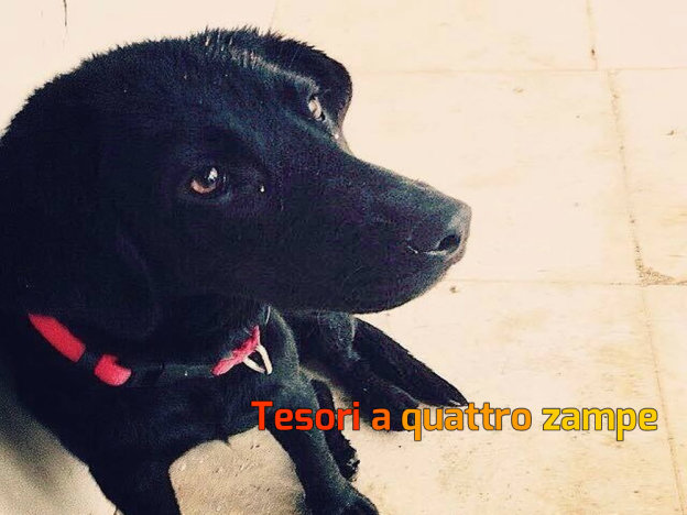 cane_asia_vdr