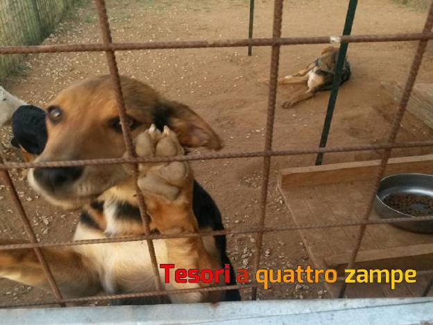 cane_avril_femmina_5_anni