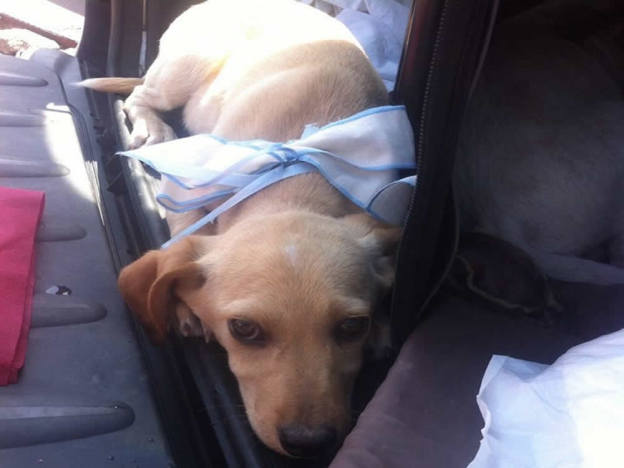 cane_azzurra