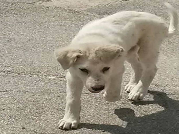 cane_bianco_mtr