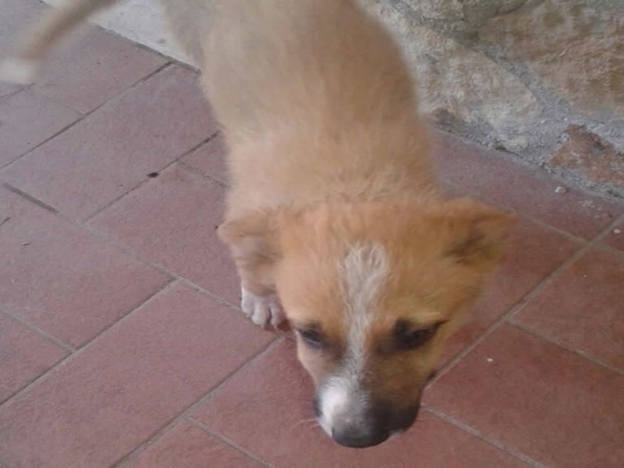 cane_borgo_quinzio