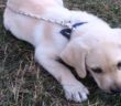cane_cagnolina_leonessa_02