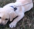 cane_cagnolina_leonessa_022