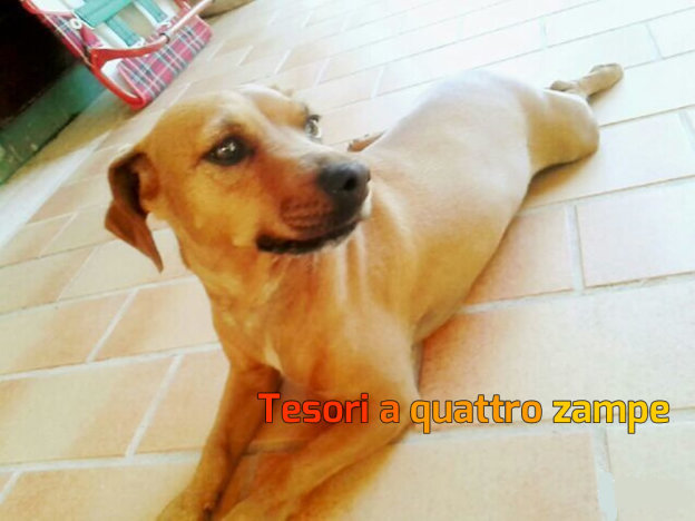 cane_cagnolina_simil_bassotto_raffaella2