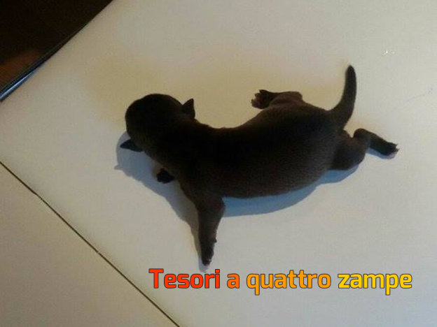 cane_cagnolino_immondizia_vivo
