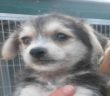 cane_cani_canile_sanitario012