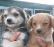 cane_cani_canile_sanitario09