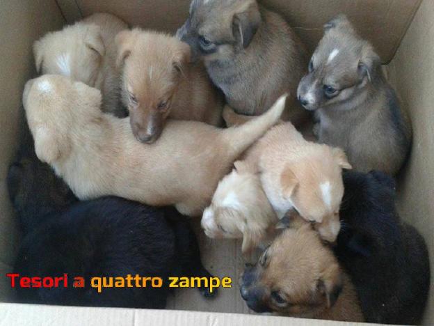 cane_cani_cuccioli_sanitario_adf