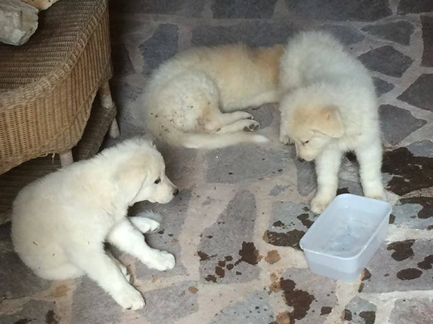cane_cani_pastori_marremmano_bianchi