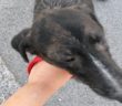 cane_canile_sanitario1_vecchia
