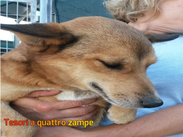 cane_canile_sanitario2