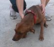 cane_canile_sanitario_010
