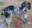 cane_canile_sanitario_giovane06