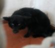 cane_canile_sanitario_mediopiccolo08