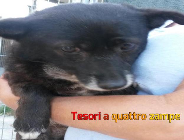 cane_canile_sanitario_rieti