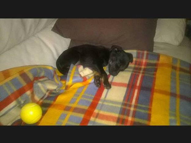 cane_circe_mtr