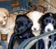 cane_cuccioli_poggio_mirteto_raffy