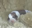 cane_cuccioli_orte_viterbo2_