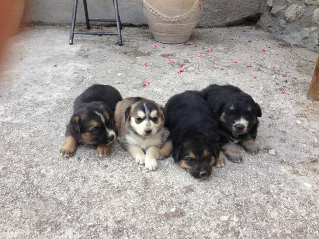 cane_cuccioli_poggio_bustone