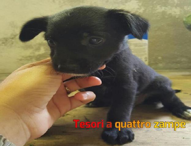cane_cucciolo_nero_mtdr