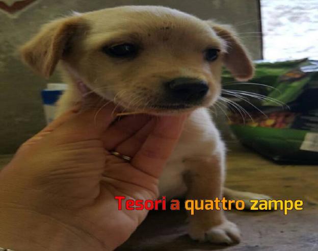 cane_cucciolo_nocciola_mtdr2