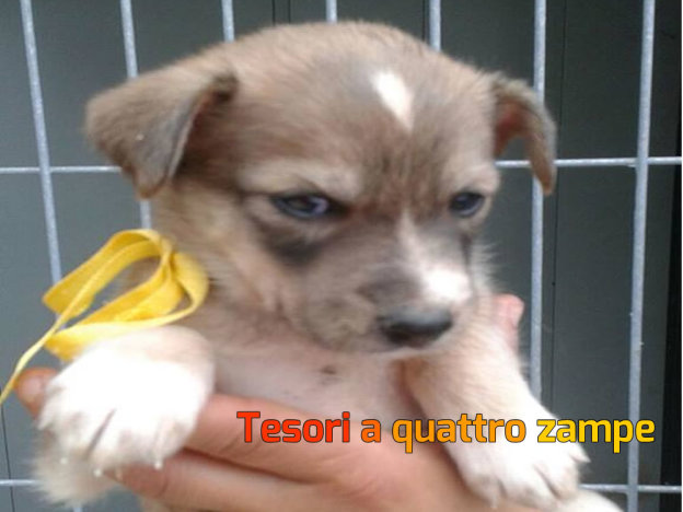 cane_fammina_canile_sanitario_adf2