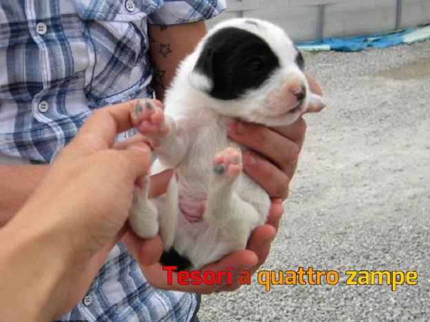 cane_femmina_basilicata