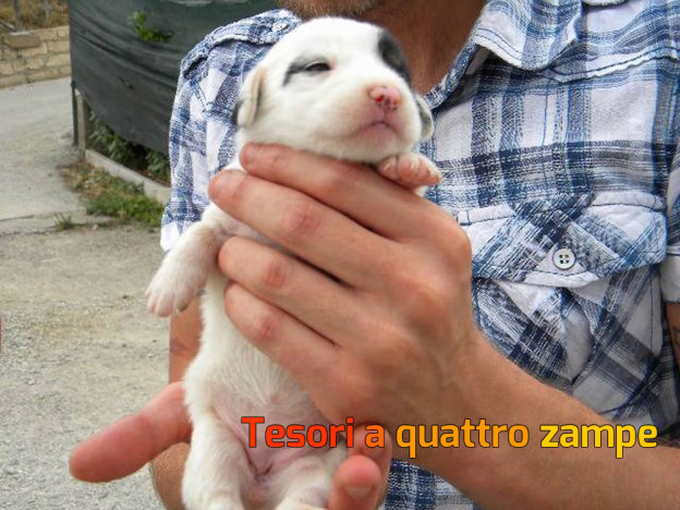 cane_femminuccia_basilicata
