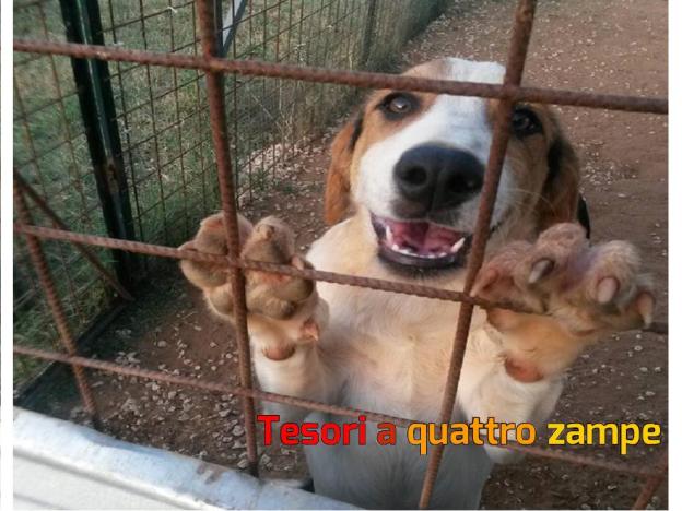 cane_fox_maschio_5_mesi_2