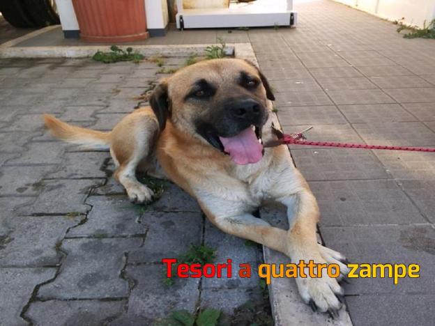 cane_ghero_collevenere