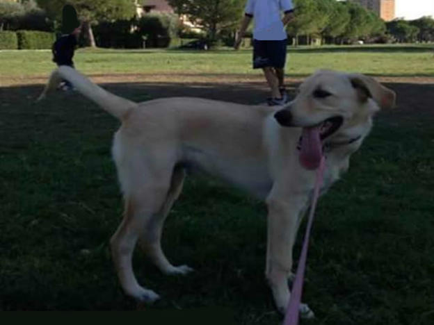 cane_gioia