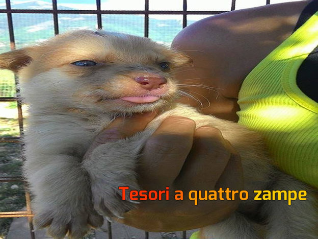 cane_kitty_adf