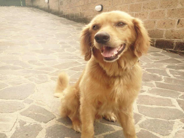 cane_labrador_collevecchio