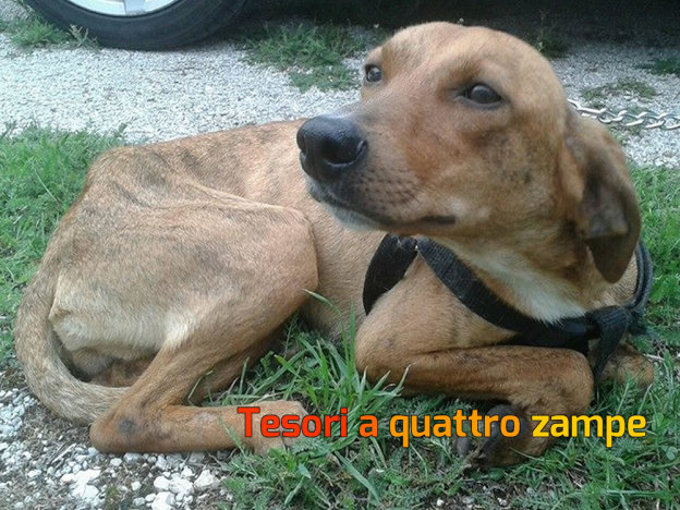 cane_labro3