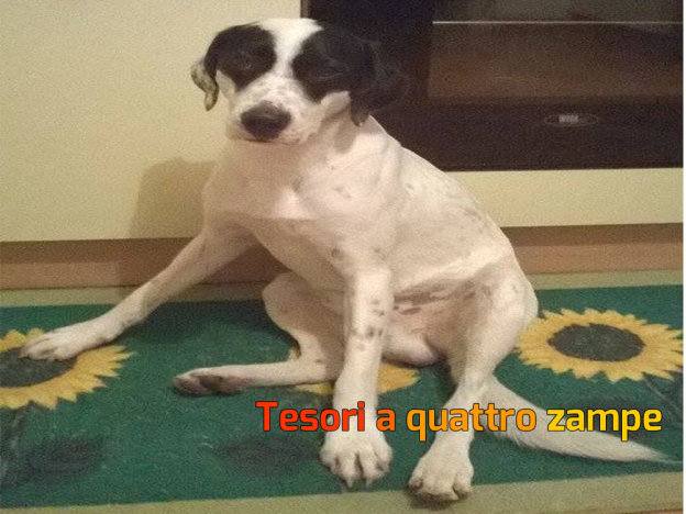 cane_lucky3