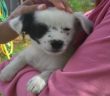 cane_macchia_adf_