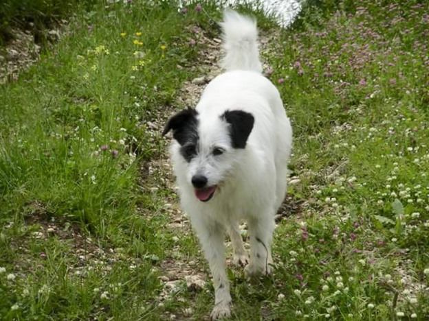 cane_macchia_foro_boario