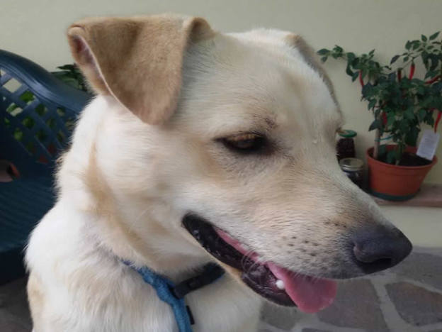 cane_maglianello_alto2