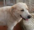 cane_maremmano_canile_sanitario_vecchia